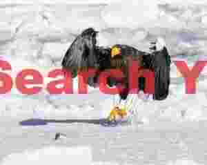 Steller's eagle landing on ice to catch thrown fish