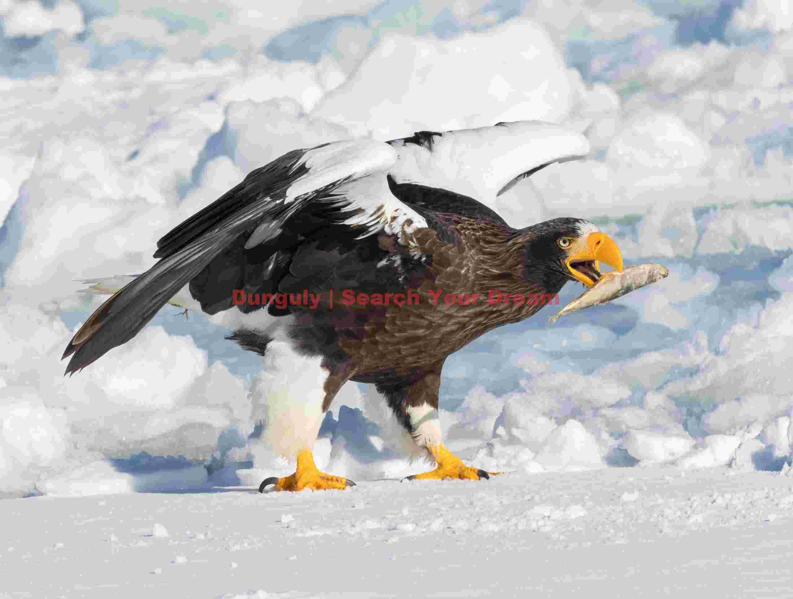 Steller's eagle with fish in beak