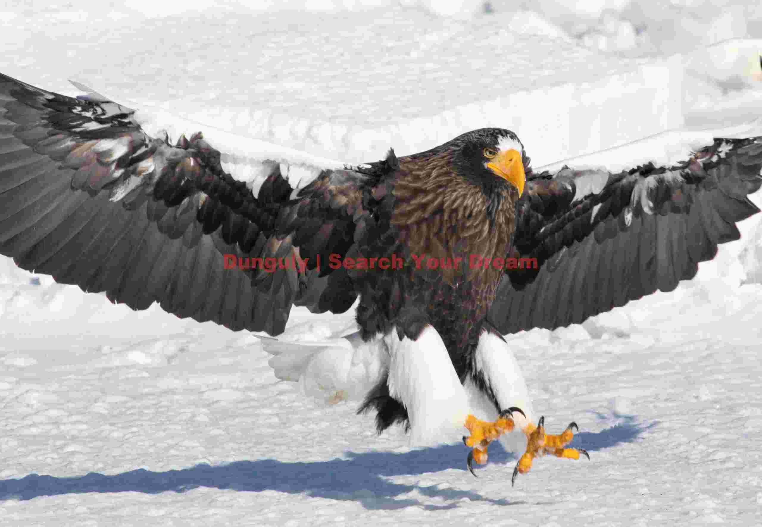 Steller's eagle with ourstretched wings to and on ice