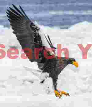 Steller's eagle with wings back to land on ice