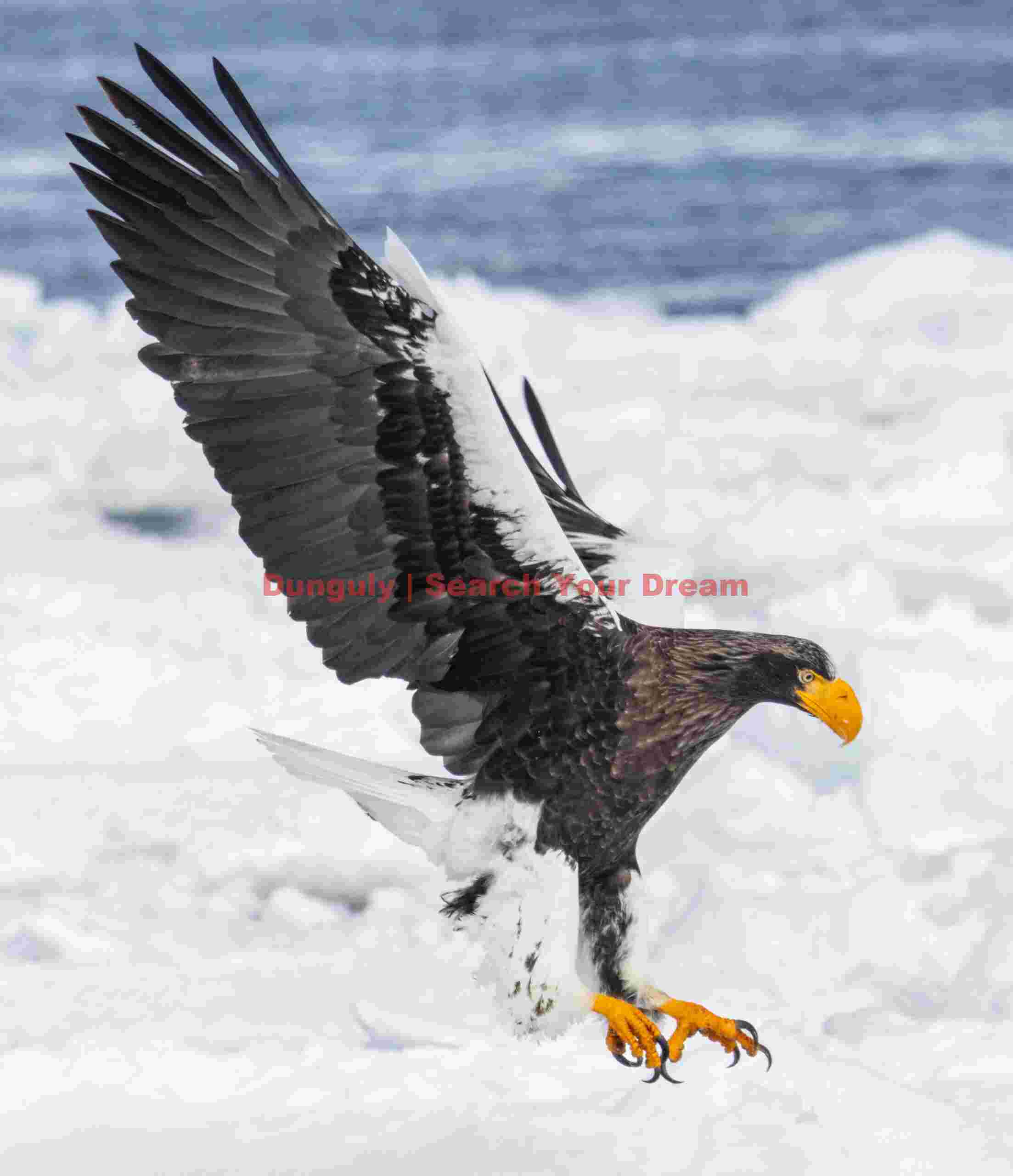 Steller's eagle with wings back to land on ice