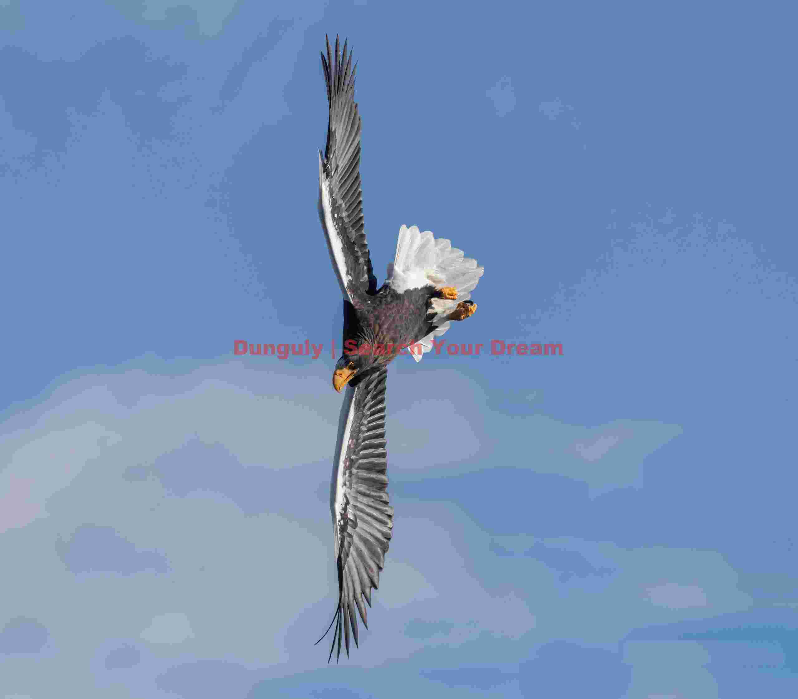Steller's sea eagle in vertical banked flight