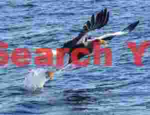 Steller's sea eagle launching into air after catching fish from water