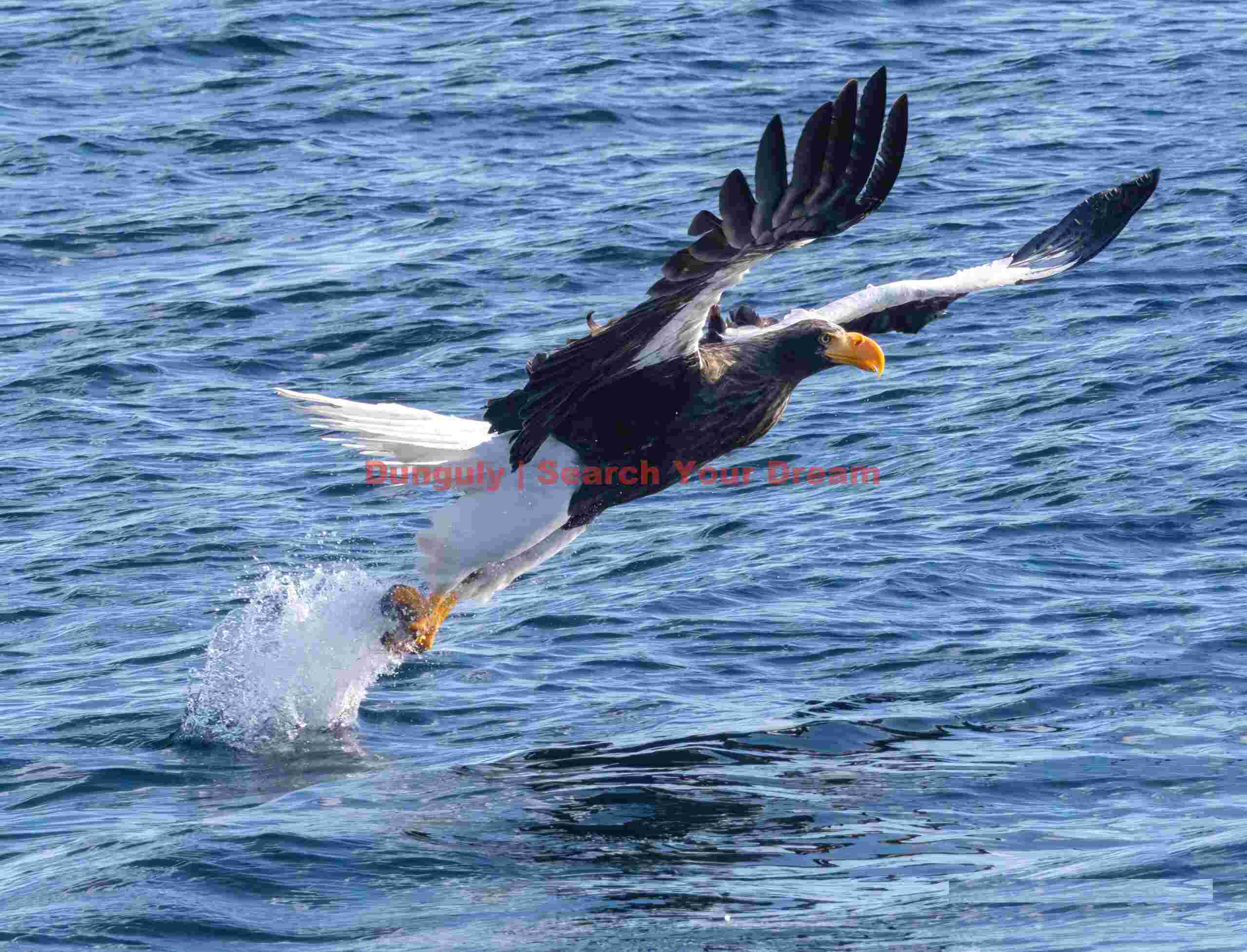 Steller's sea eagle launching into air after catching fish from water