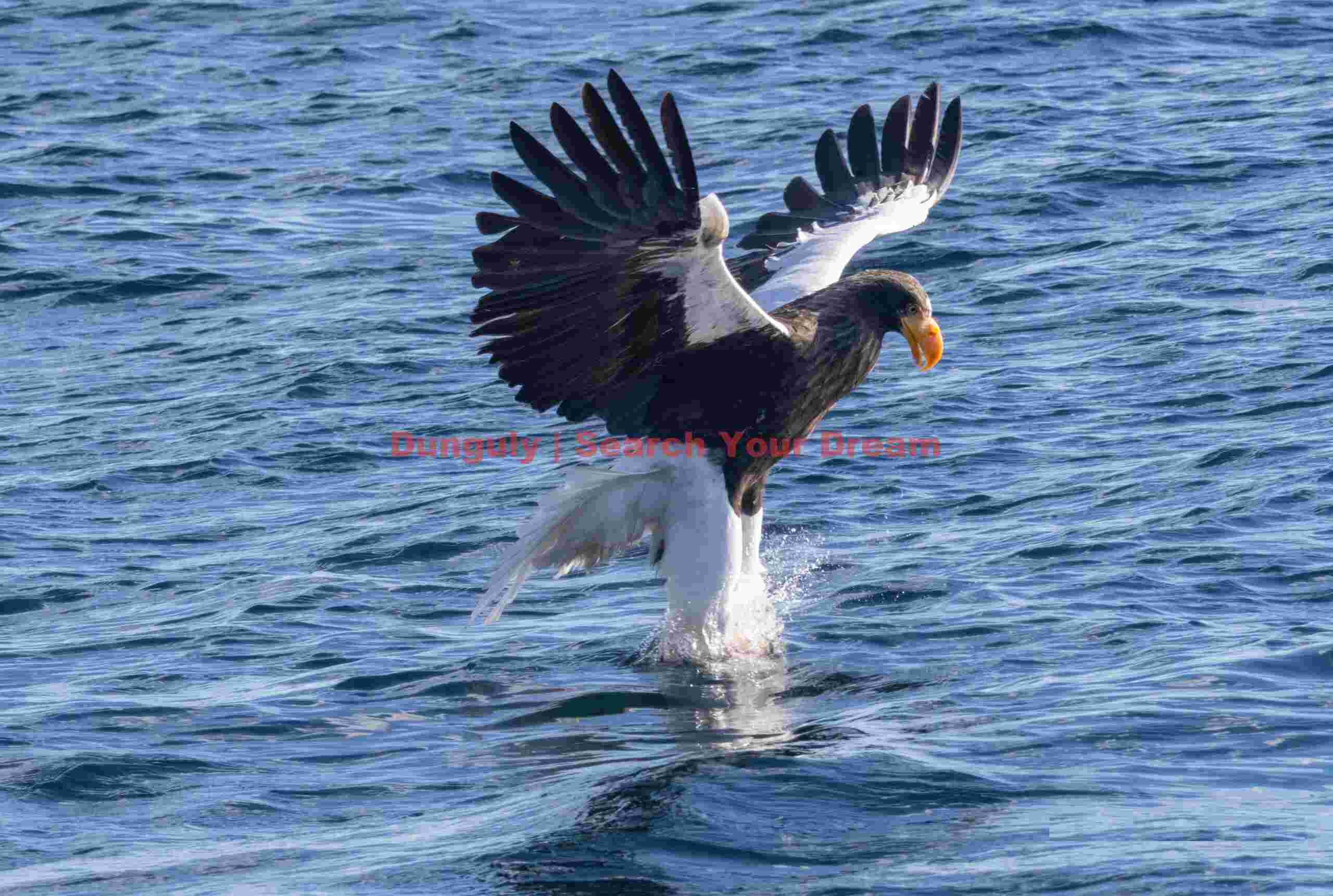 Steller's sea eagle plucking fish from water