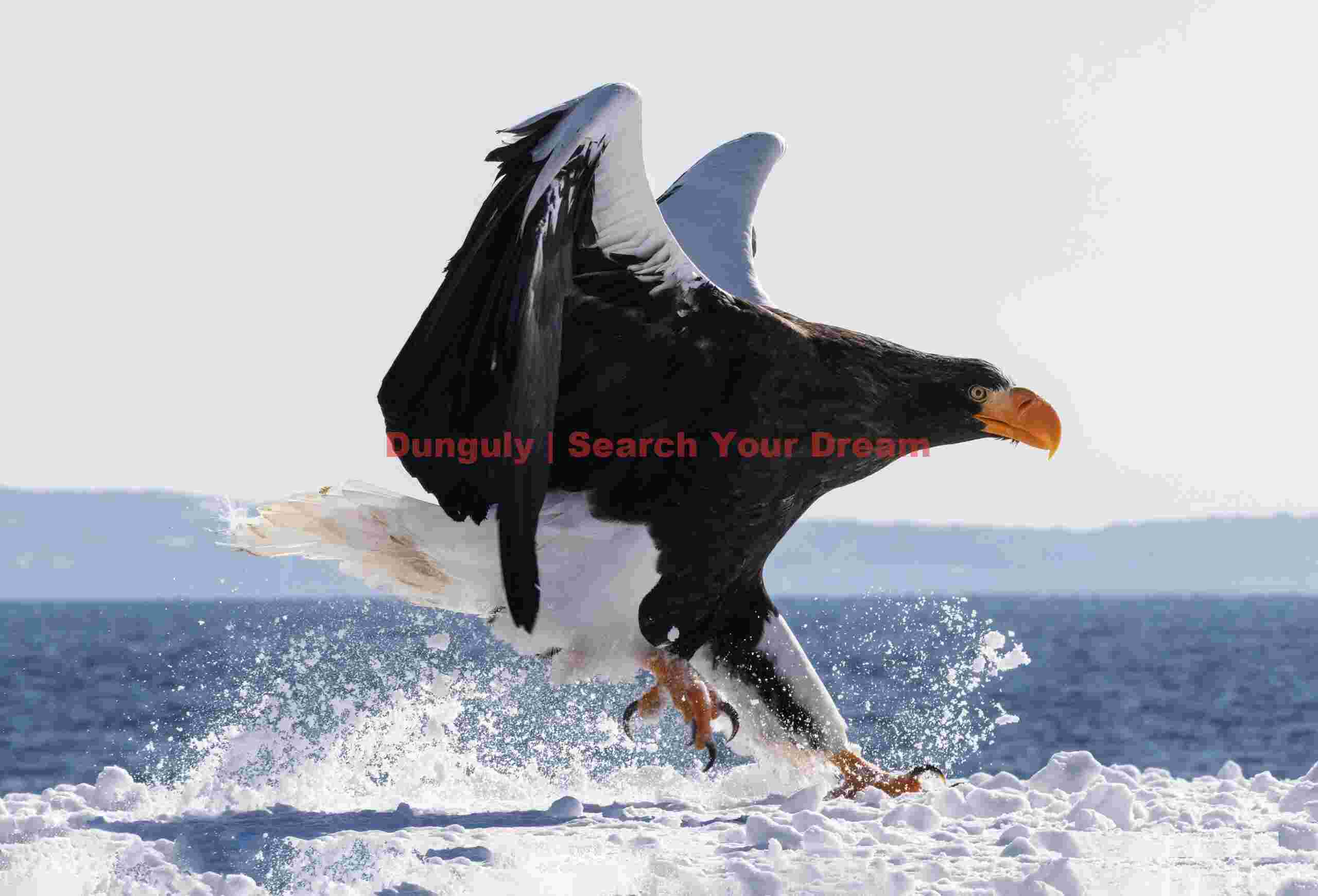 Steller's sea eagle scattering snow landing.on the harbor wall