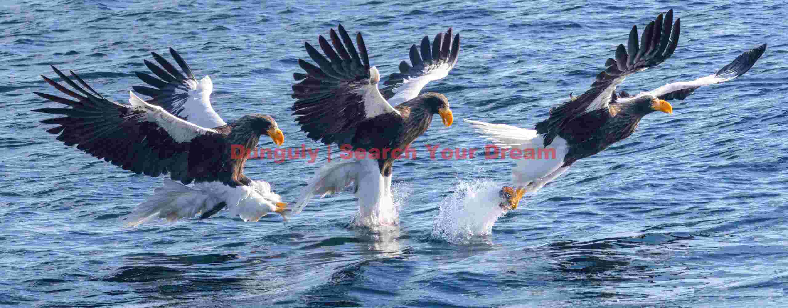 Steller's sea eagle sequence catching fish from water
