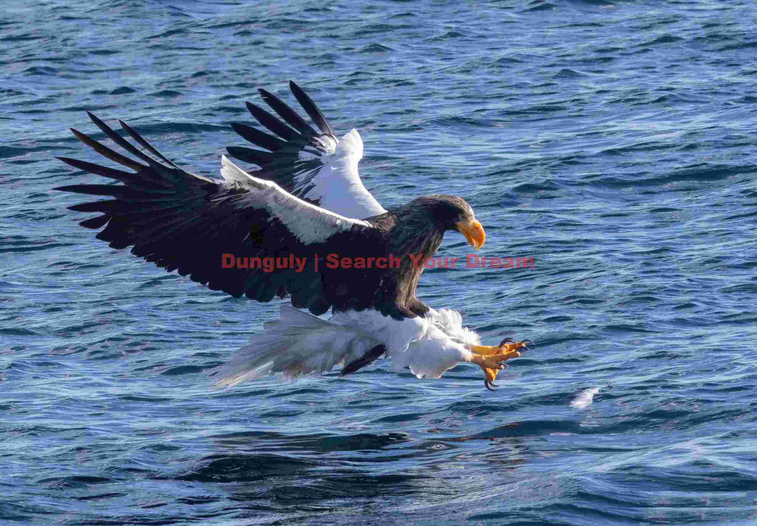Steller's sea eagle swooping to catch fish in water