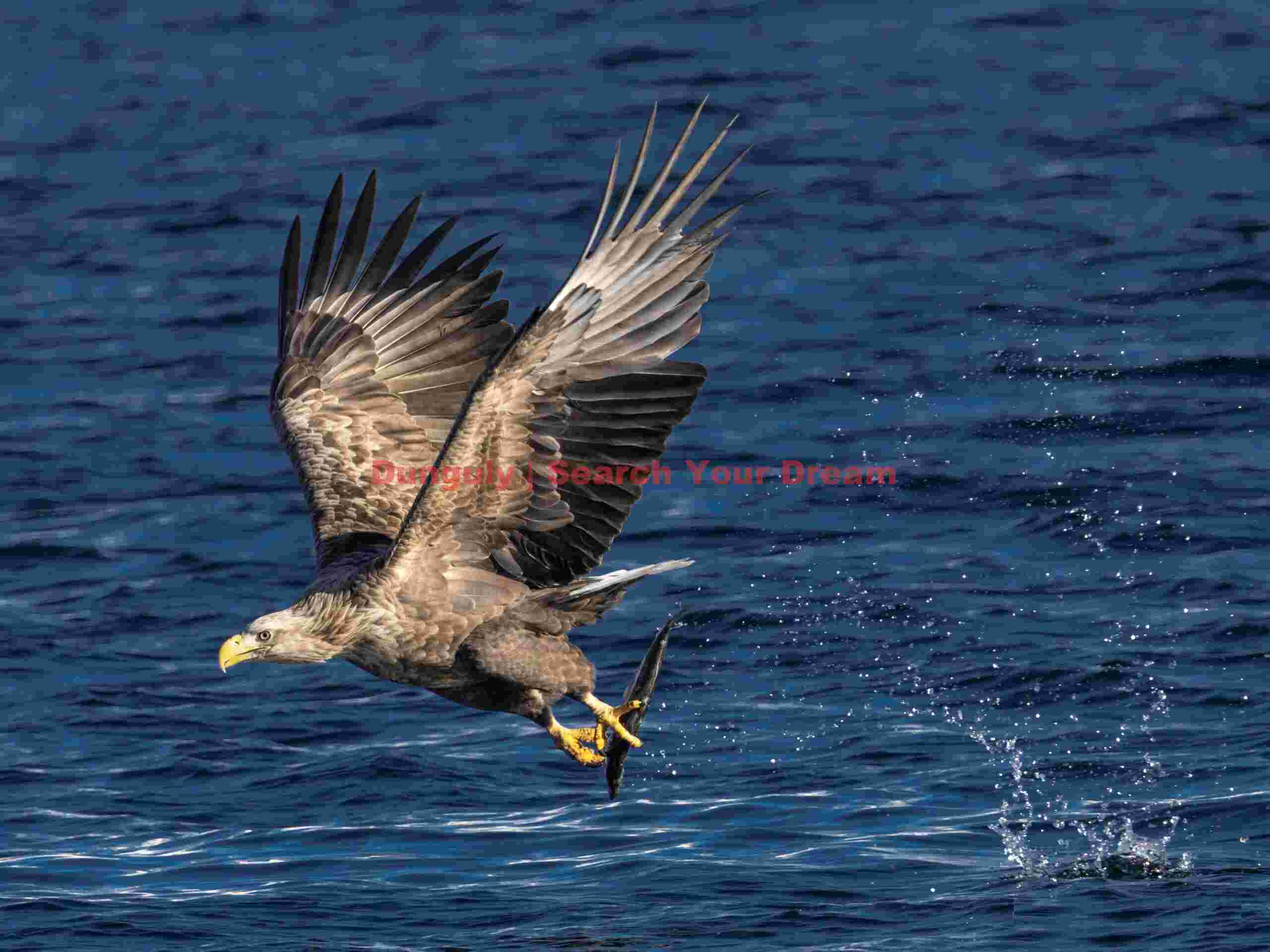 Steller's sea eagle with fish caught from water