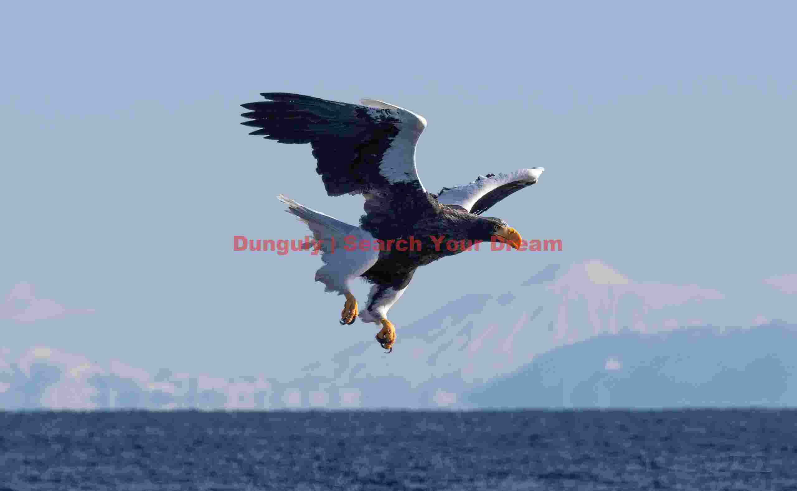 Steller's sea eagle with mountains of Kuril Island backdrop