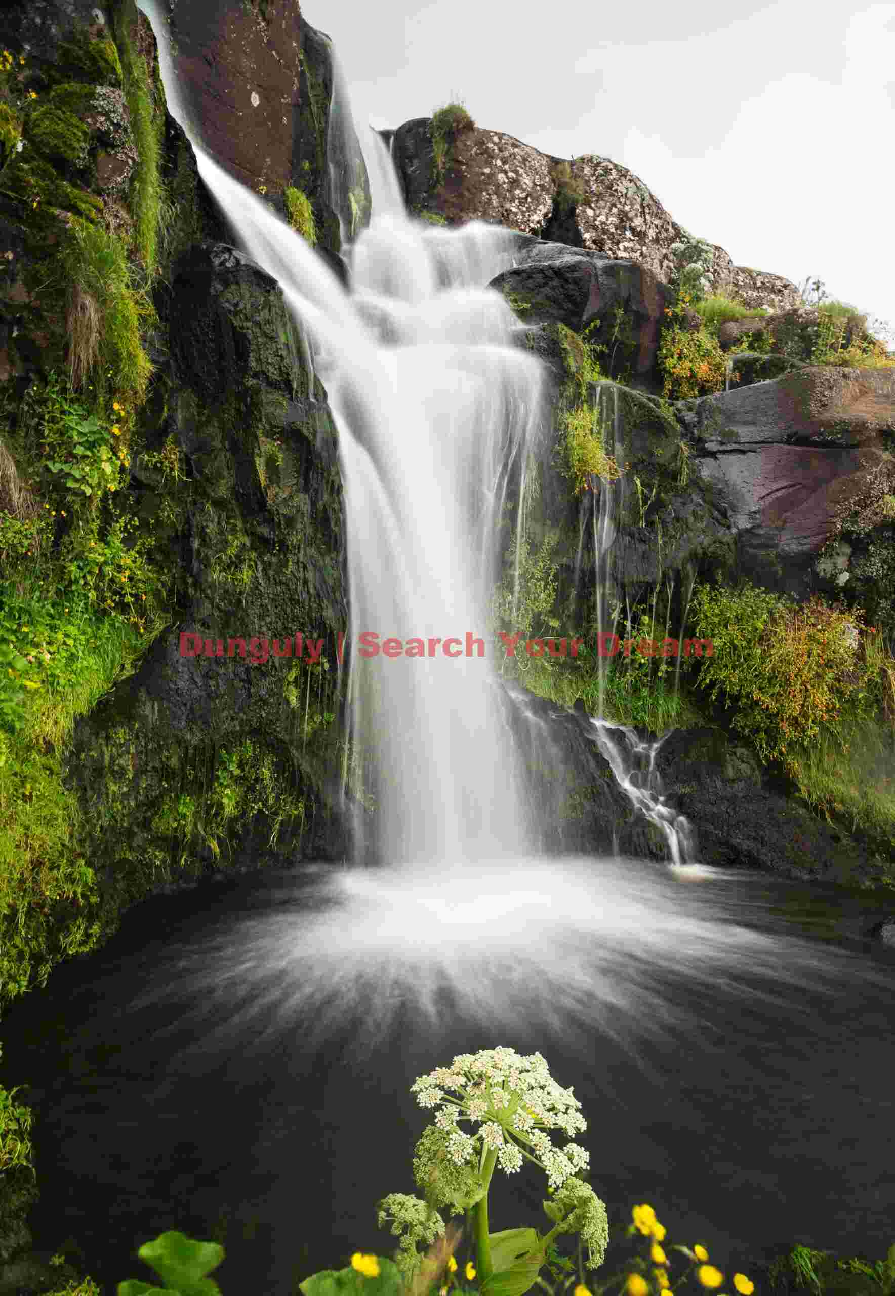 Svartifoss with angelica