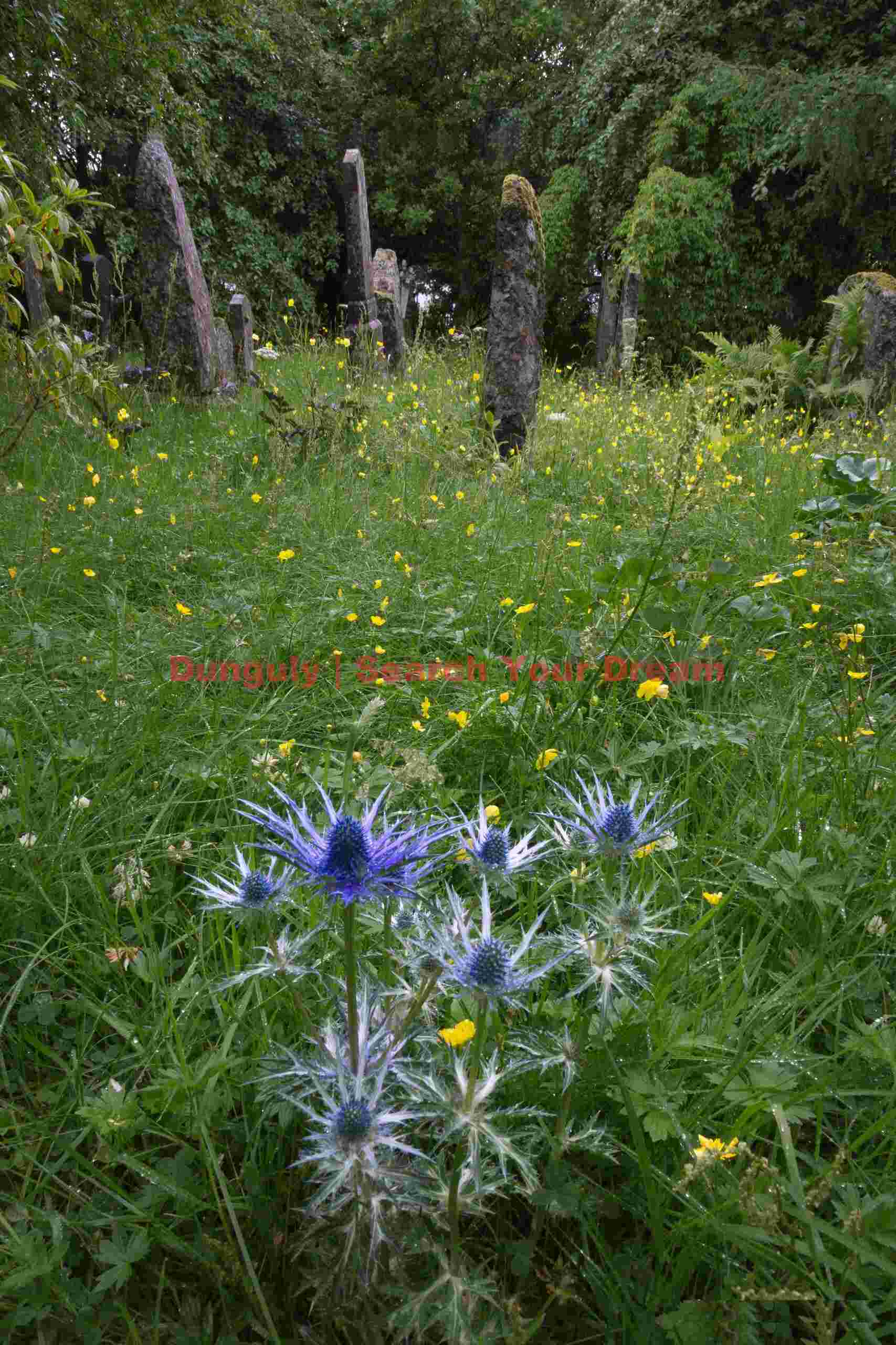 Thistles; Old graveyard, Tórshavn, Faroe Islands
