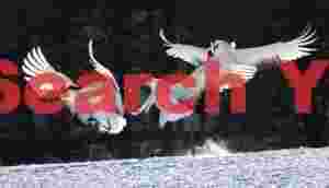 Three red-crowned cranes dancing