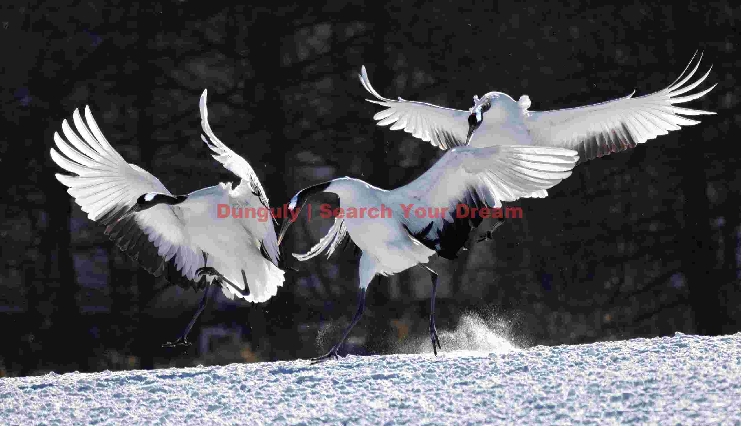 Three red-crowned cranes dancing