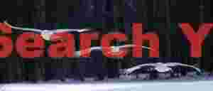 Three red-crowned cranes in horizontal landing approach