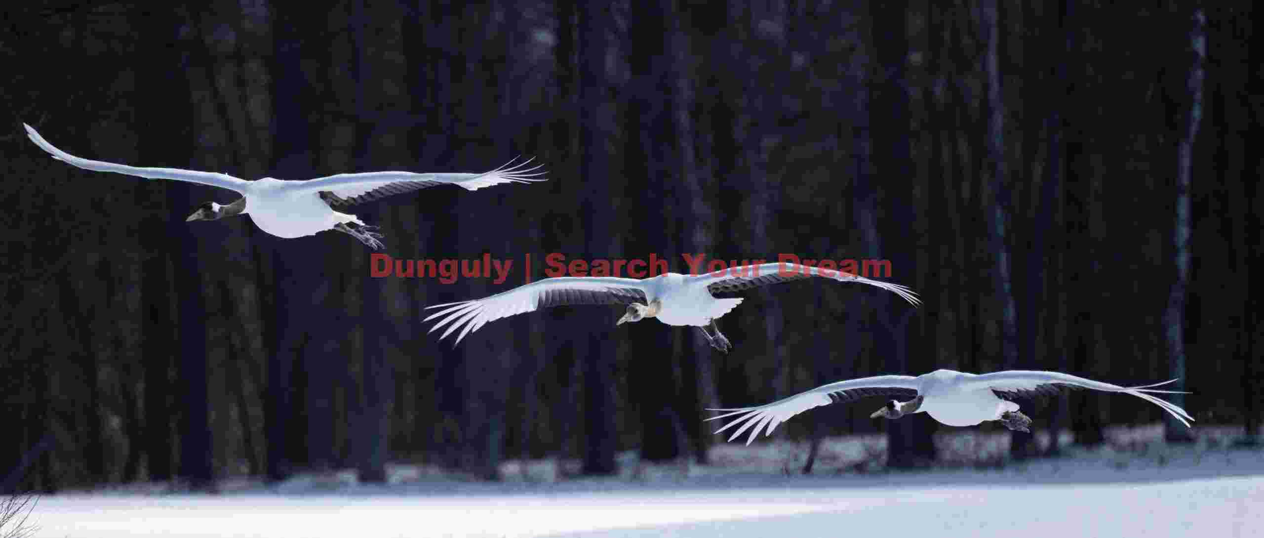 Three red-crowned cranes in horizontal landing approach