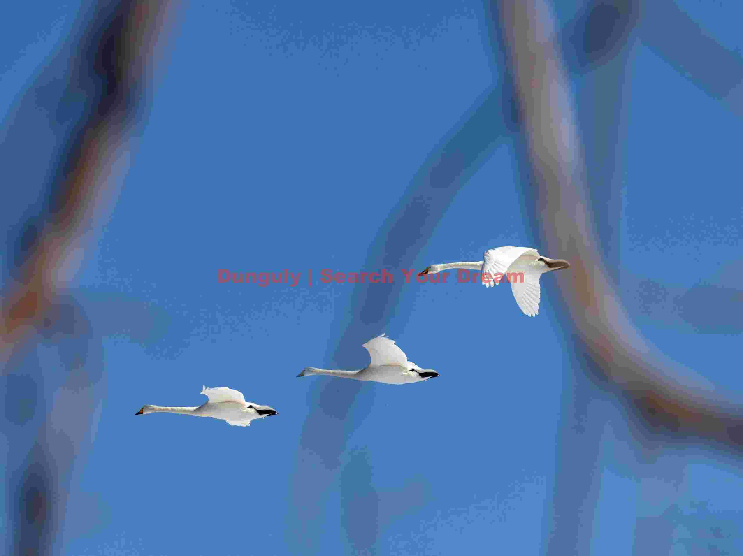 Three red-crowned cranes inn flight past branches
