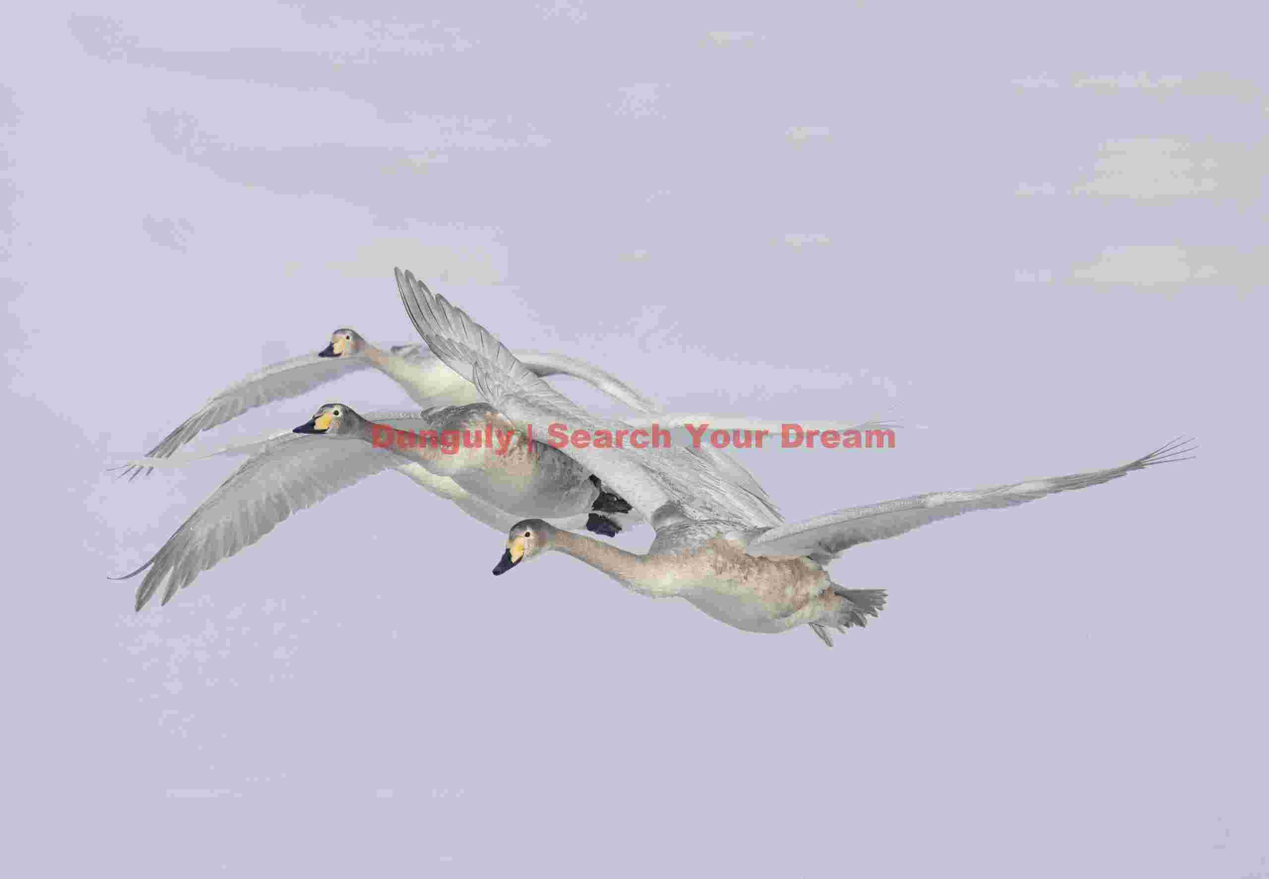 Three whooper swans in flight against white ice backdrop