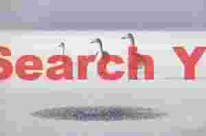 Three whooper swans lined up on ice