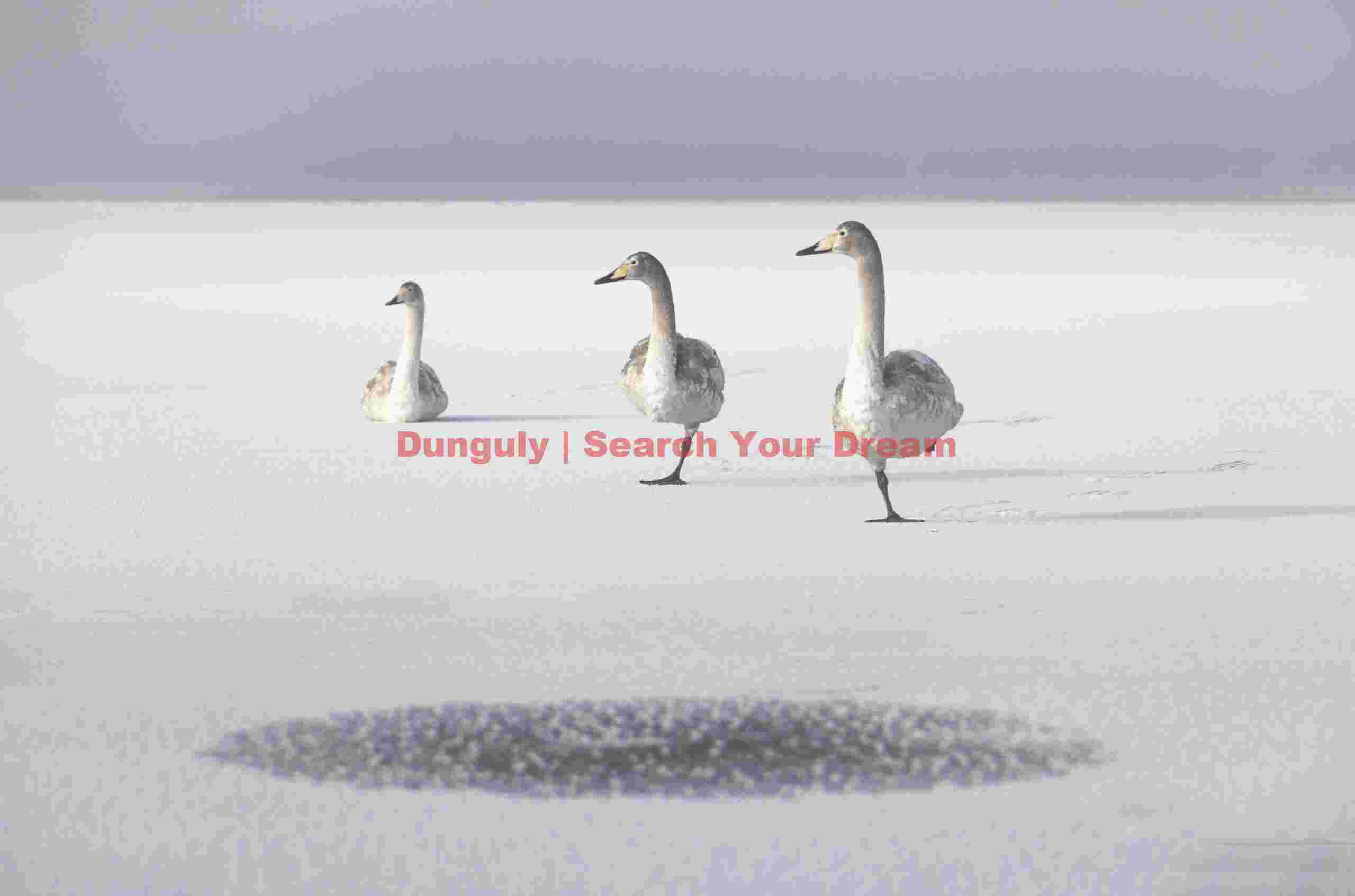 Three whooper swans lined up on ice