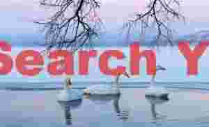 Three whooper swans, misty sunrise and hanging tree branches