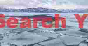 Trees and lone whooper swan in a blizzard