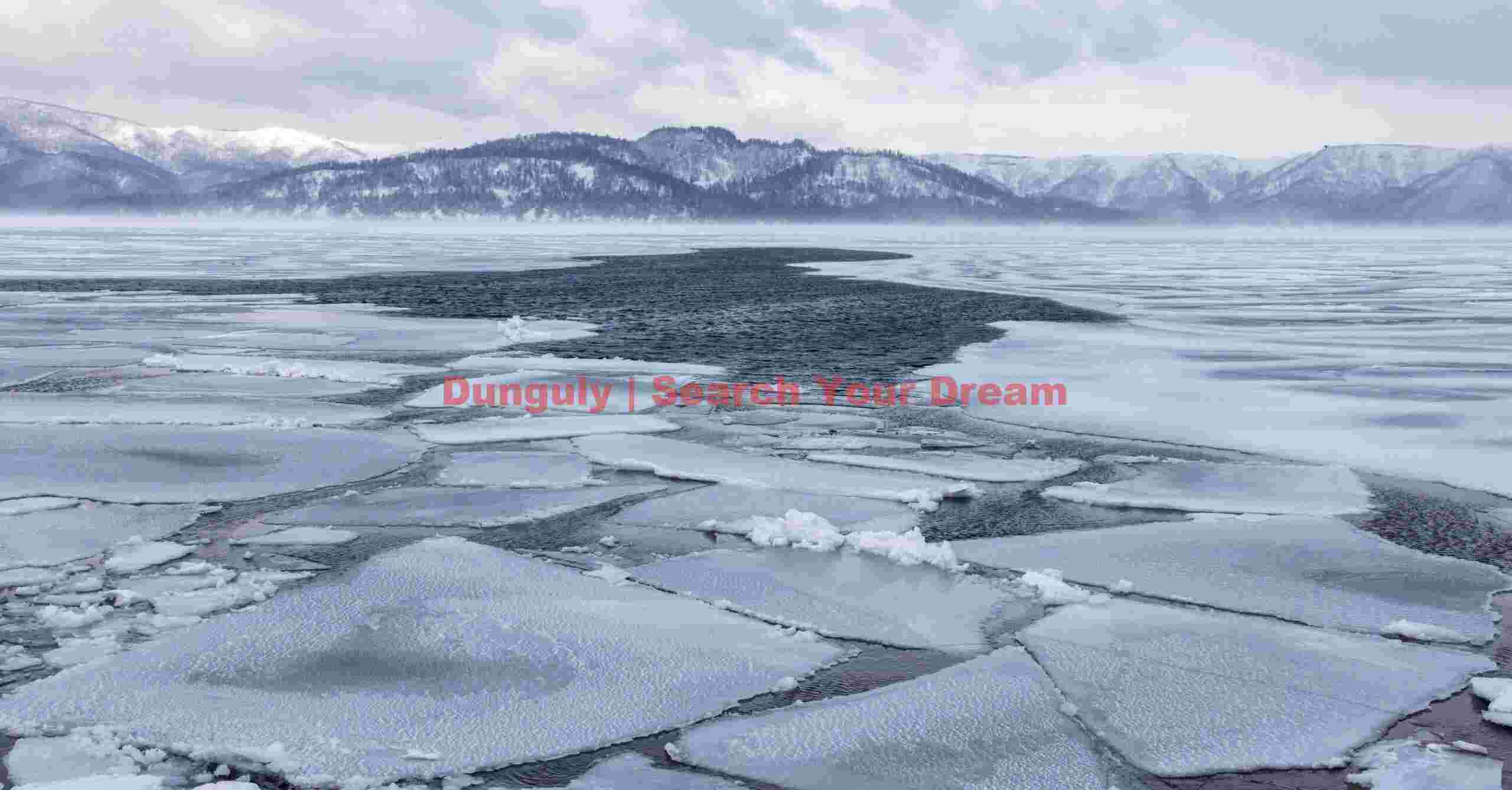 Trees and lone whooper swan in a blizzard