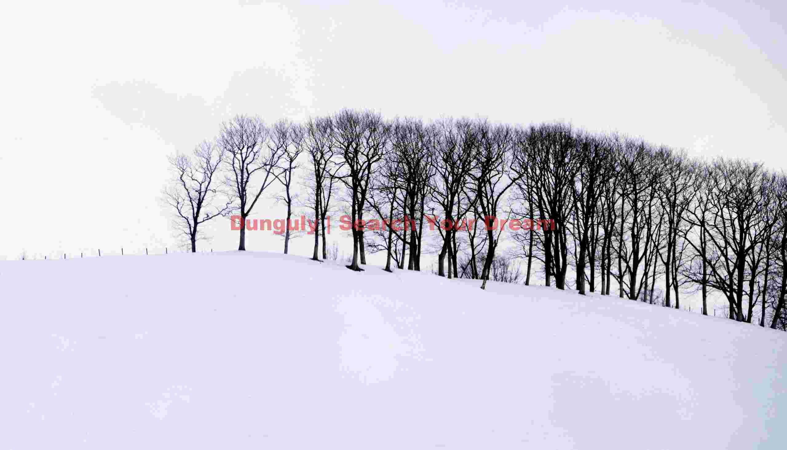 Trees on a snow skyline