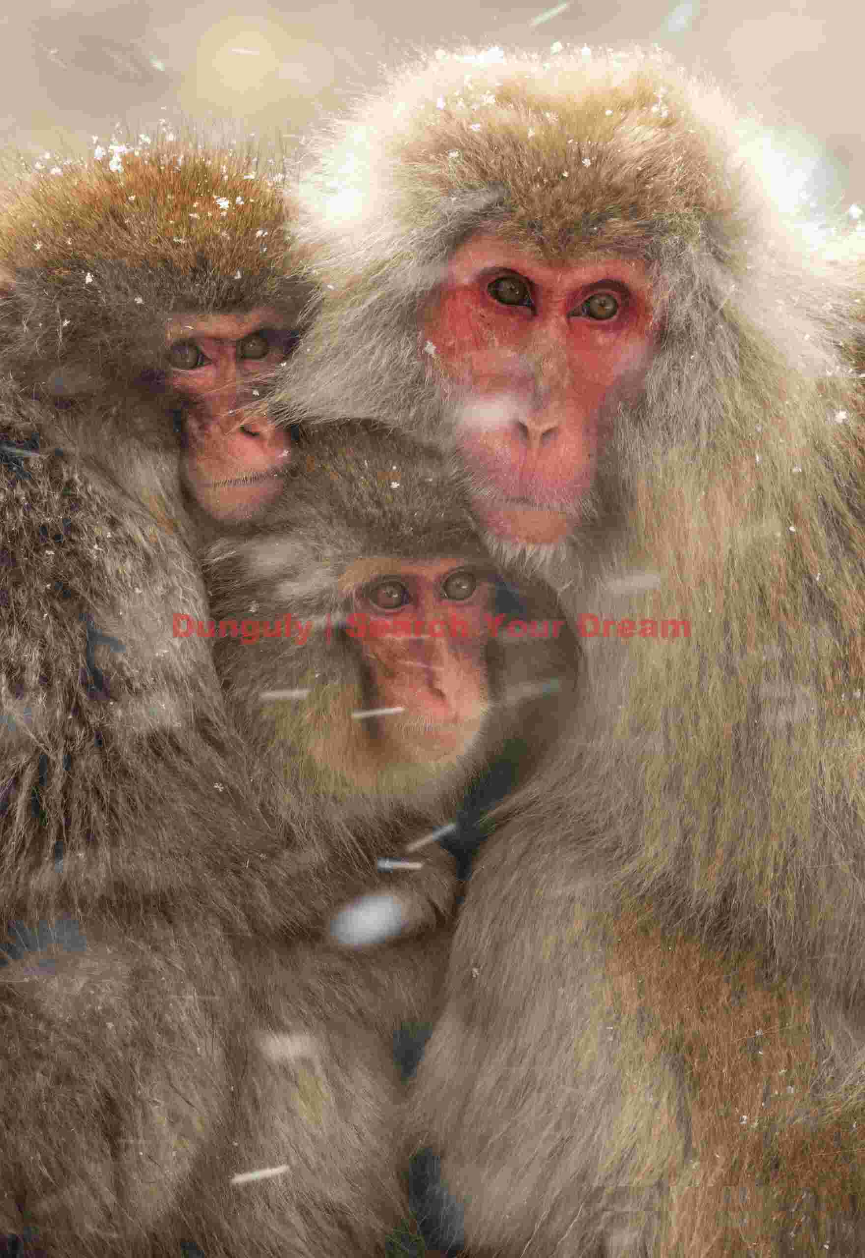Trio of snow monkeys huddled in blowing snow