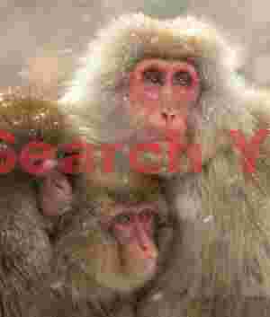 Trio of snow monkeys in huddle