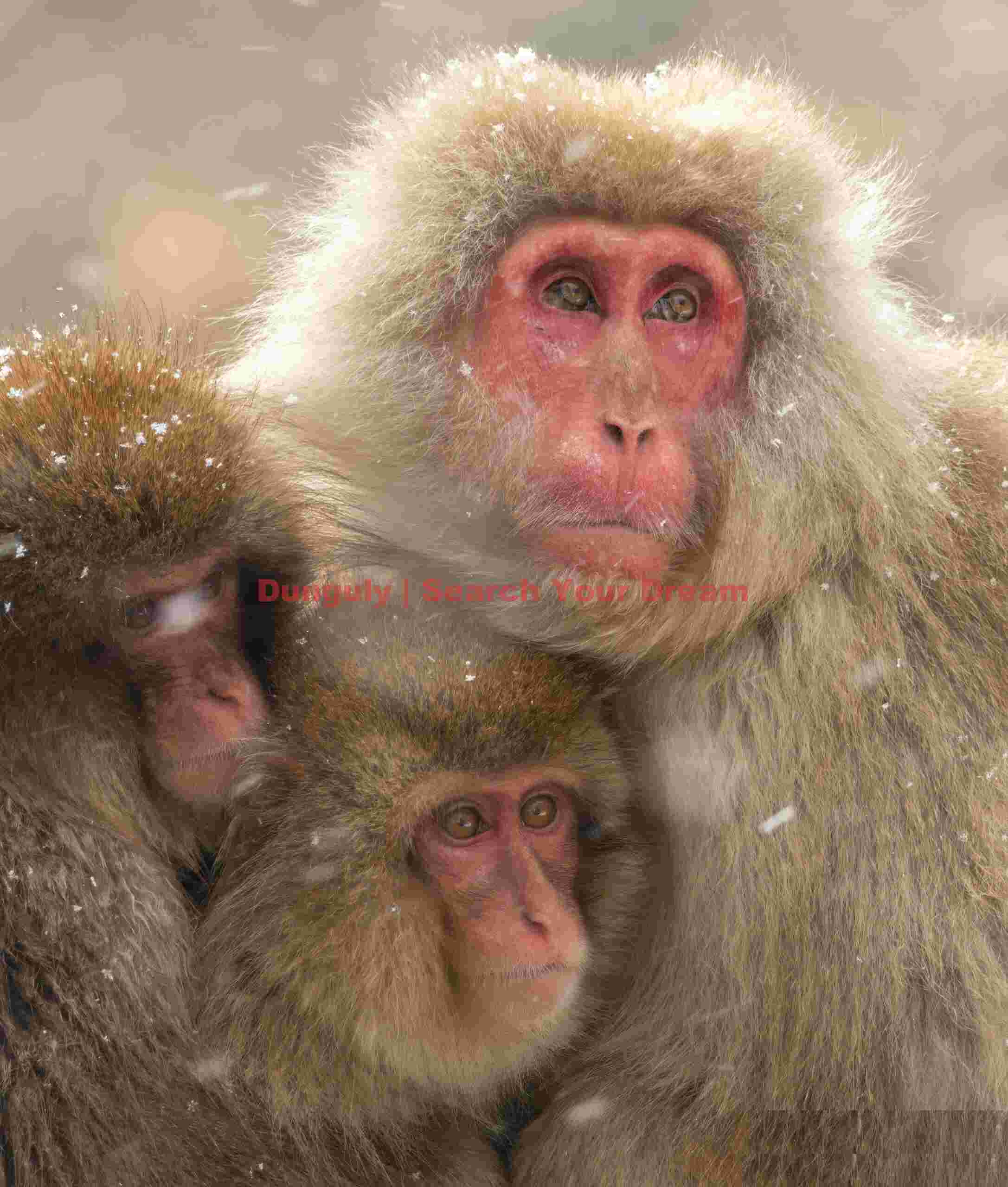 Trio of snow monkeys in huddle