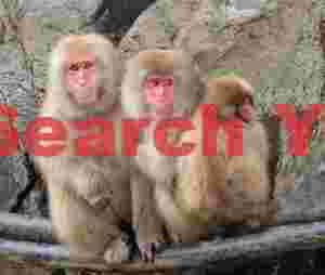 Trio of young snow monkeys