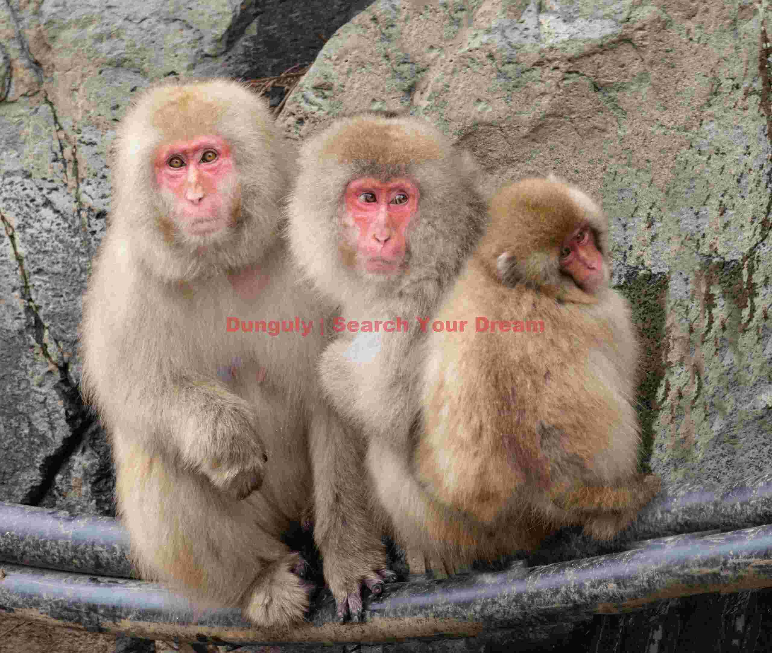 Trio of young snow monkeys