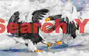 Two Steller's eagles contesting a fish