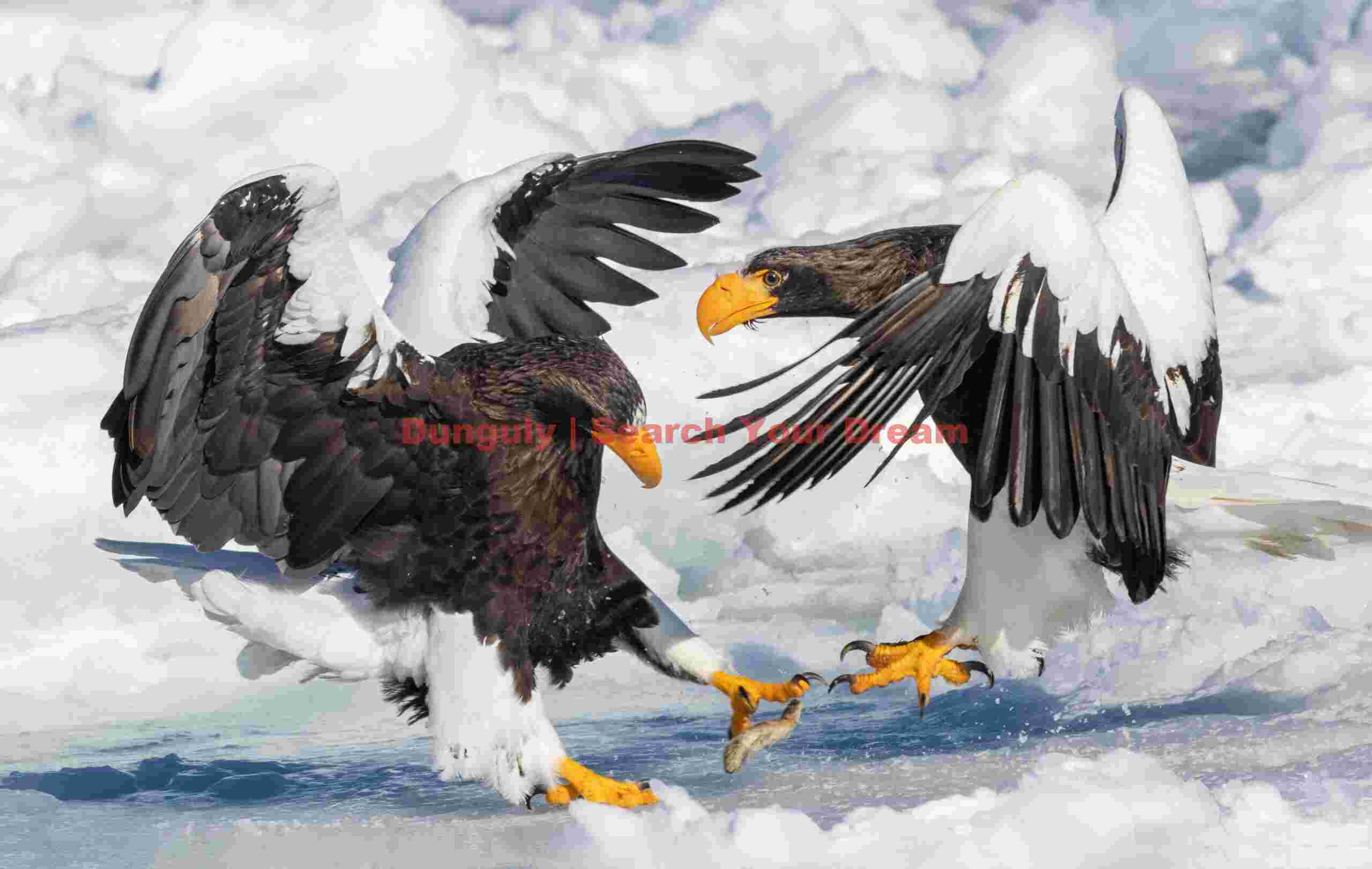 Two Steller's eagles contesting a fish
