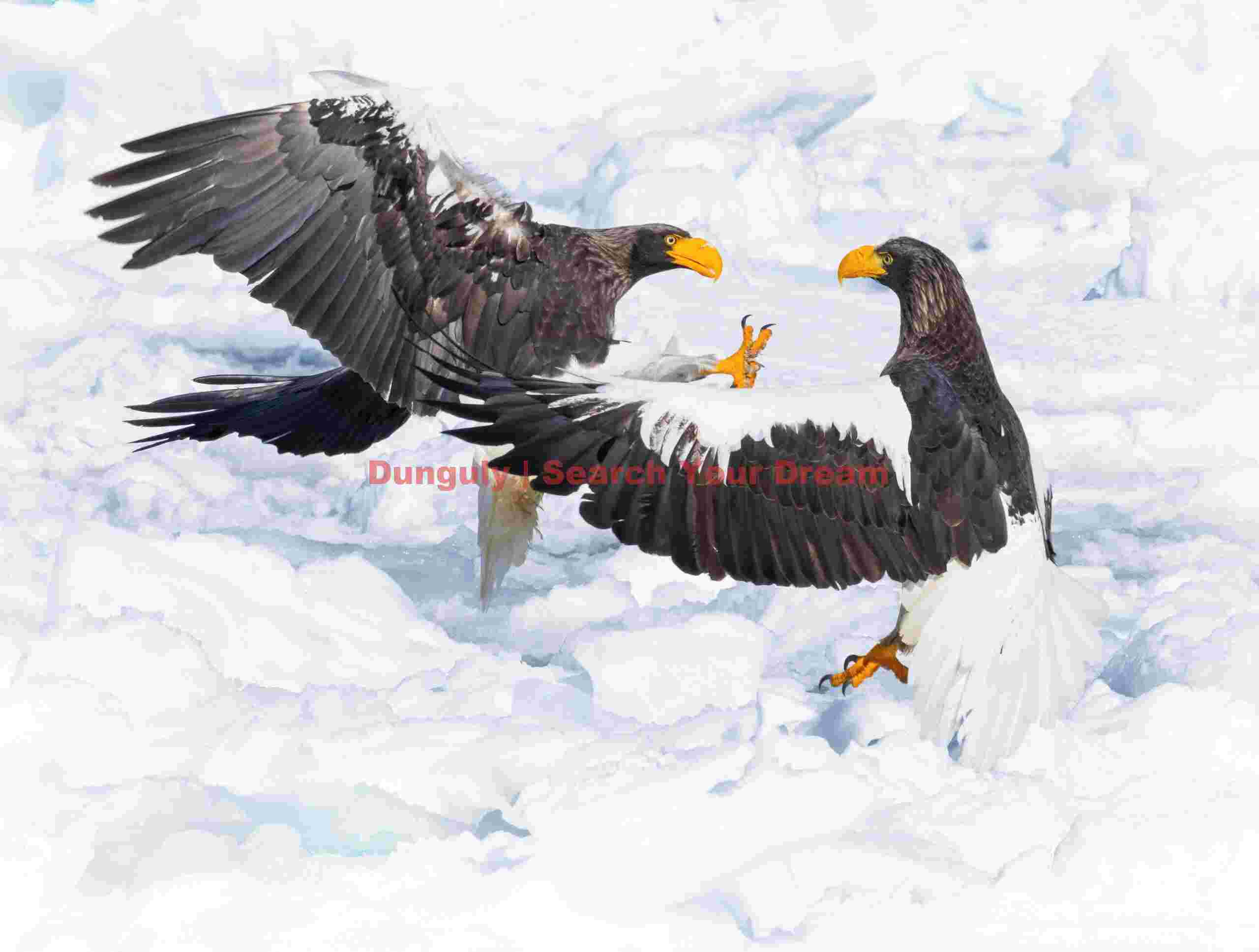 Two Steller's sea eagles squabbling on ice