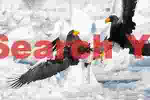 Two Steller's sea eagles with talons out