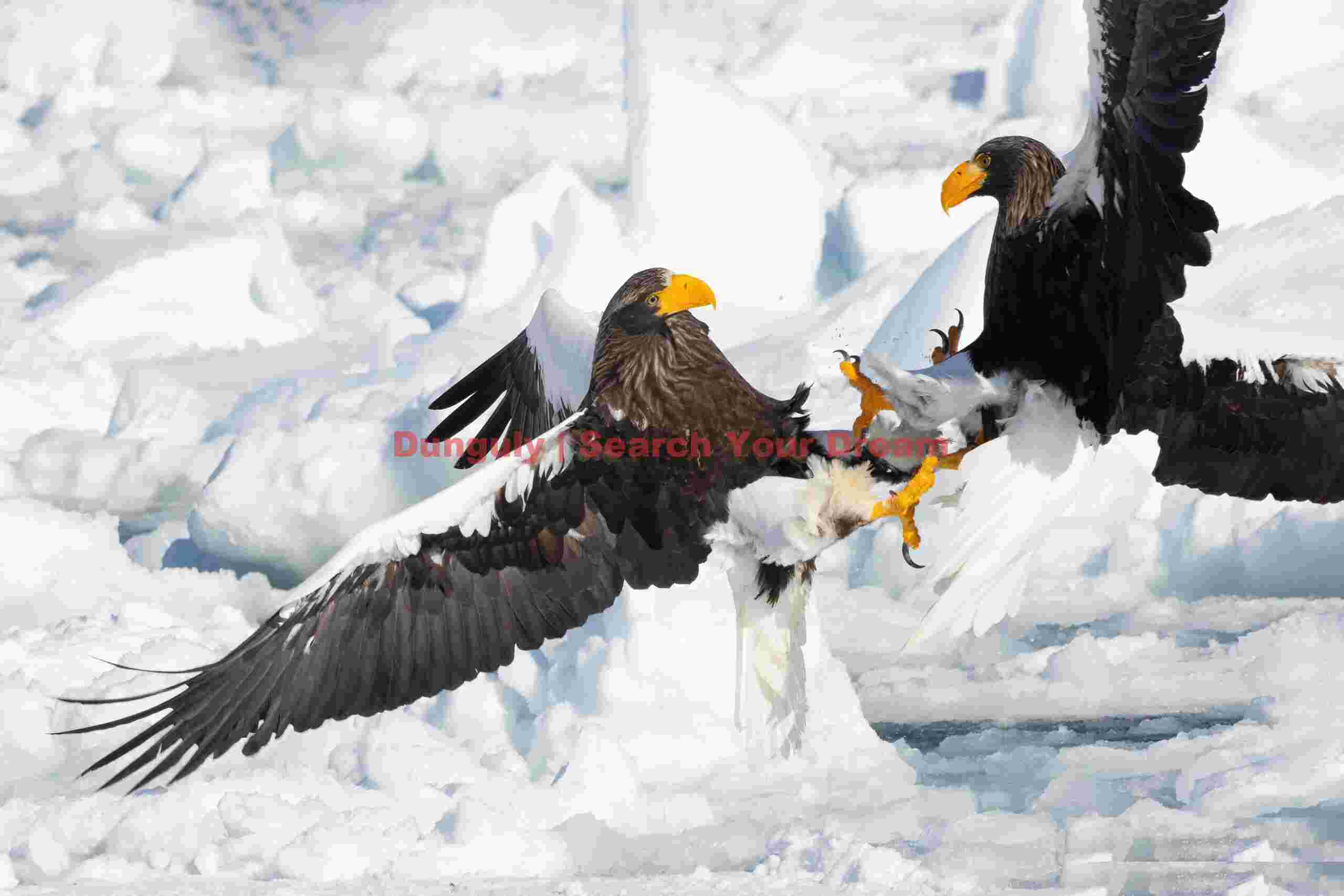 Two Steller's sea eagles with talons out