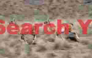 Two Chasing Guanaco - Motion Blur