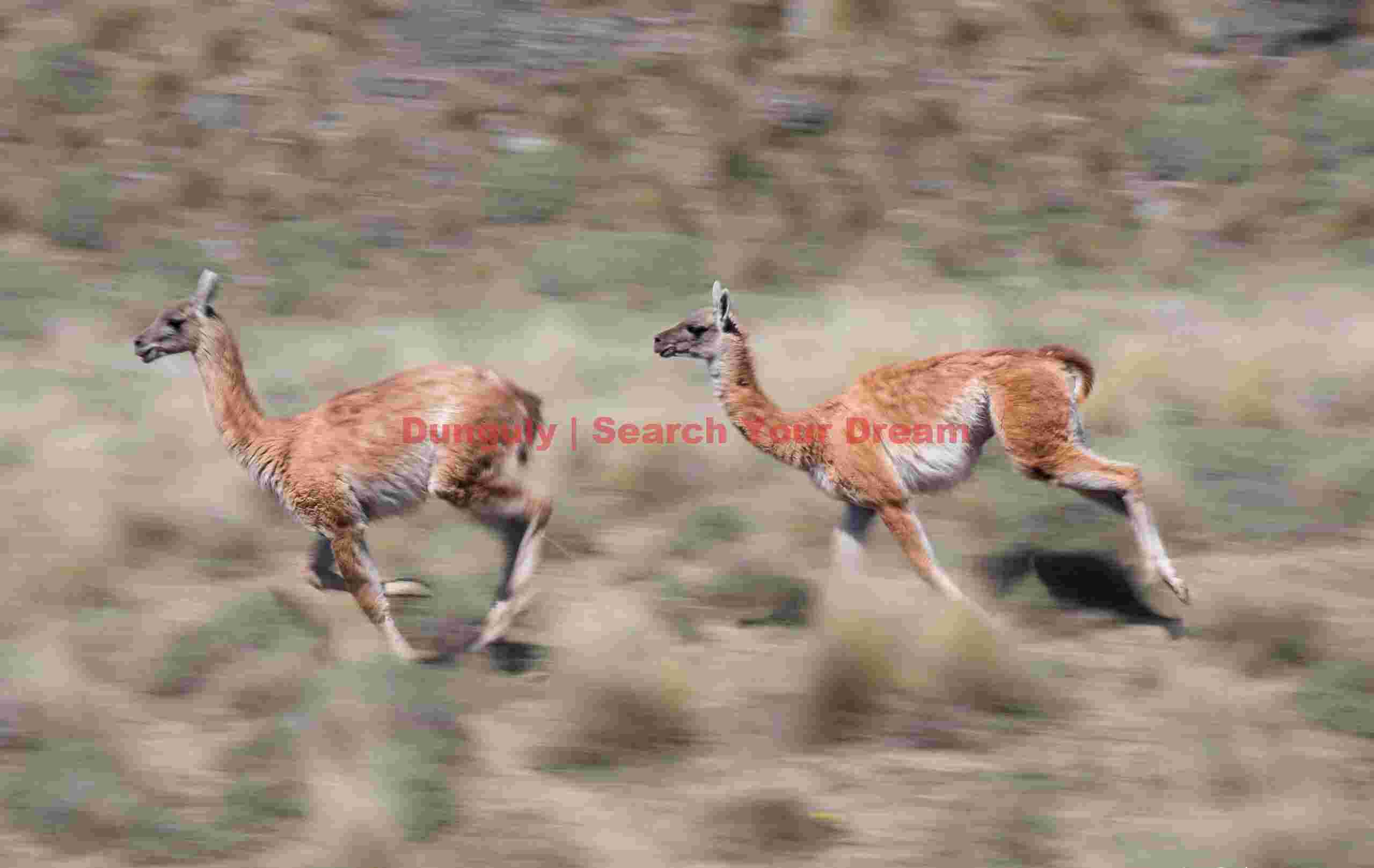 Two Chasing Guanaco - Motion Blur