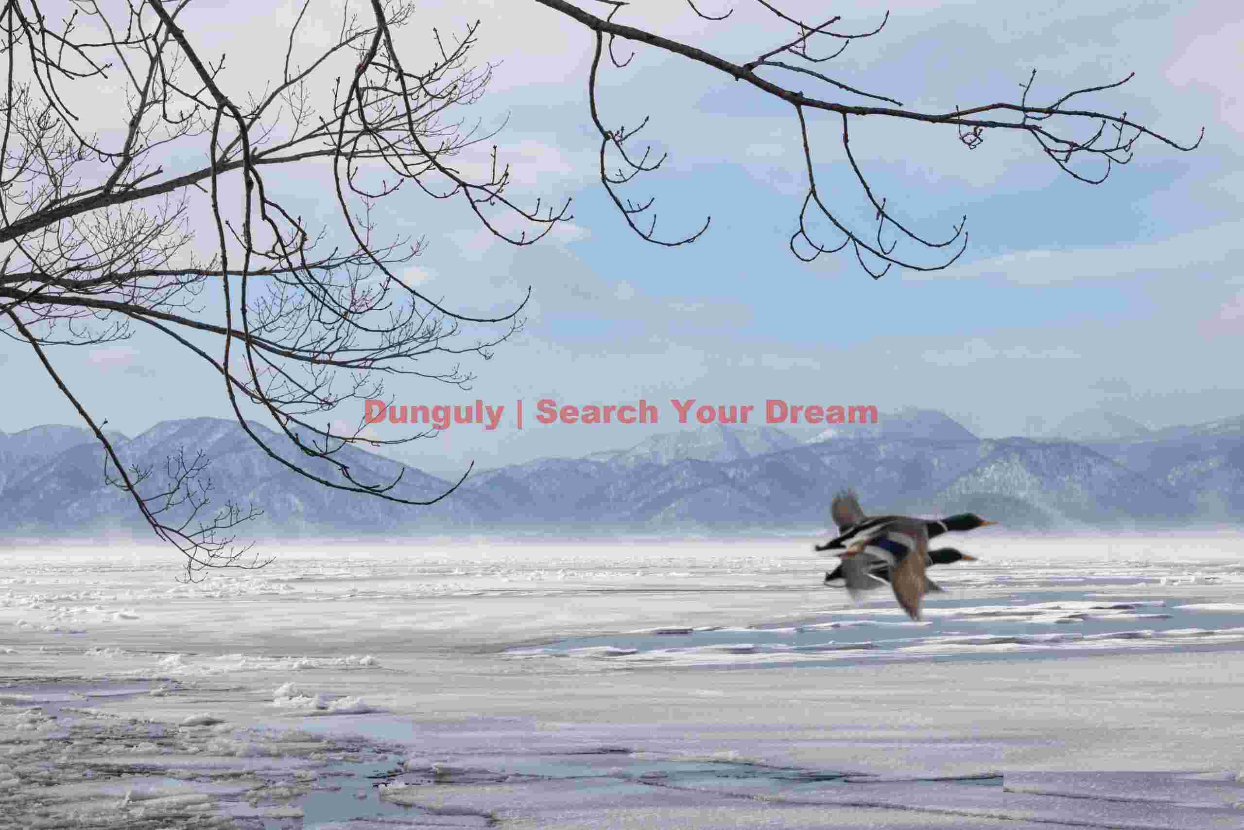 Two ducks flying between branches and iced lake