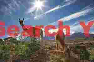 Two guanaco and sunstar