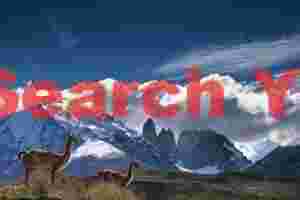 Two guanaco in front of the Torres