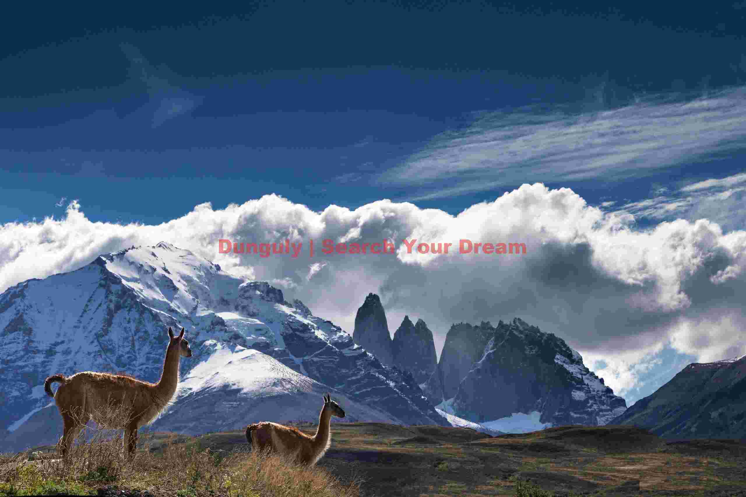 Two guanaco in front of the Torres
