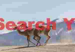 Two Guanacos Sprinting Across the Road