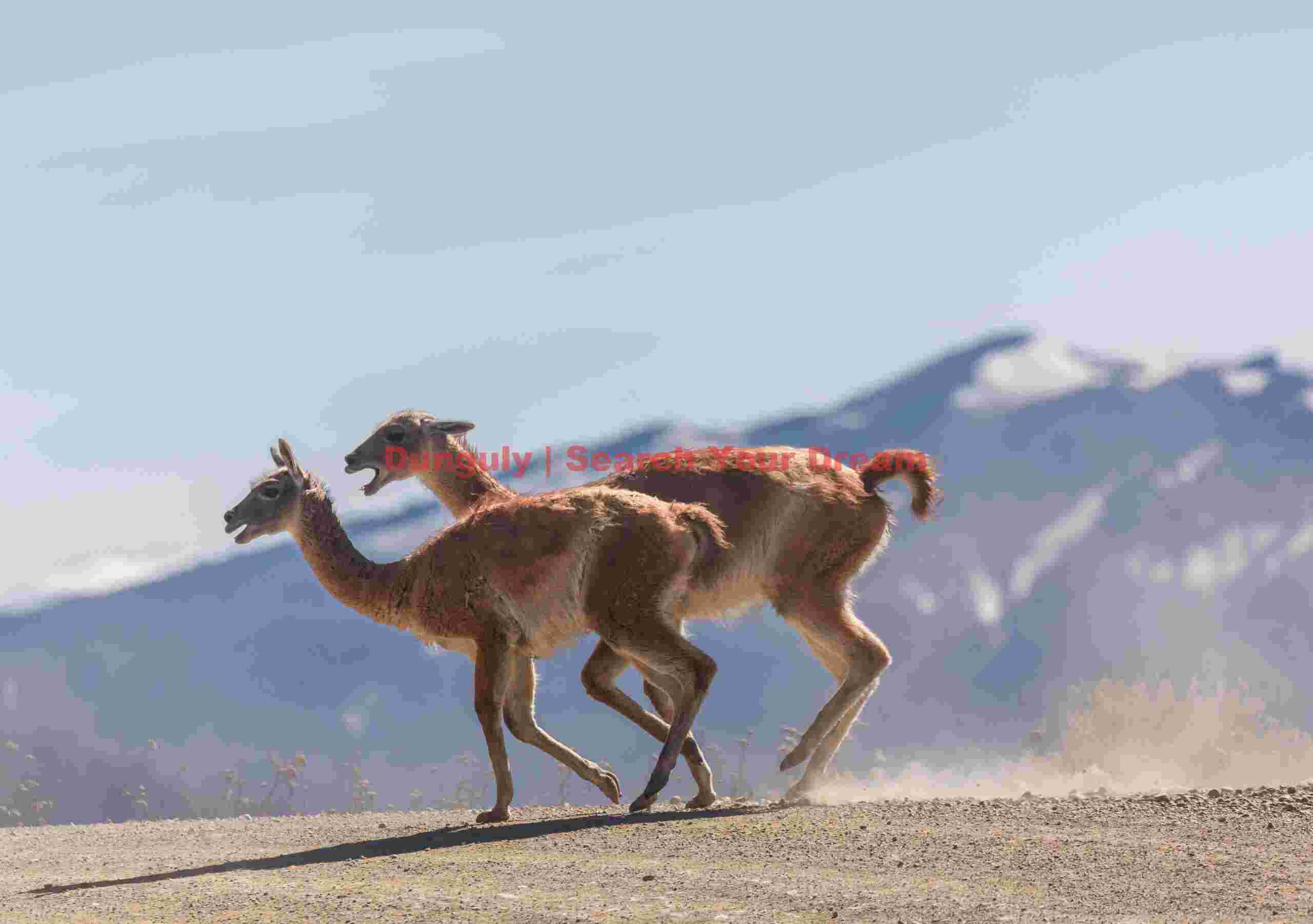 Two Guanacos Sprinting Across the Road