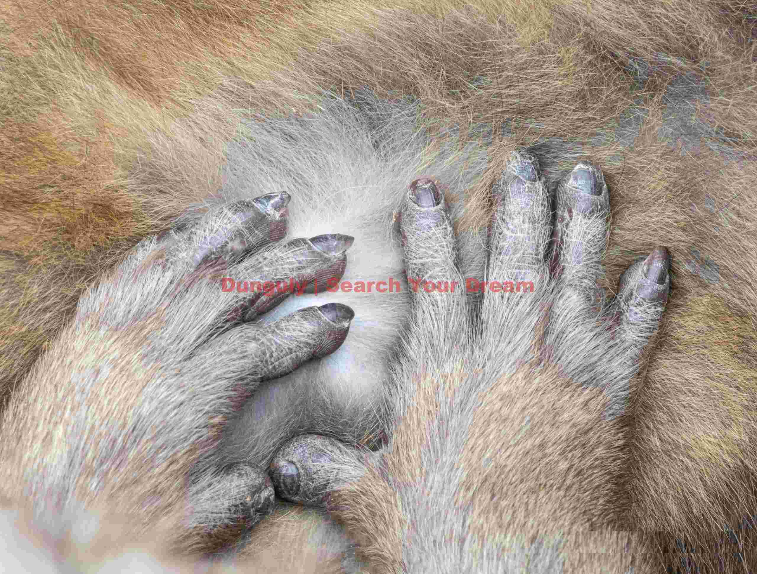 Two hands grooming fur