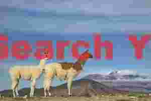 Two Llamas and Volcano