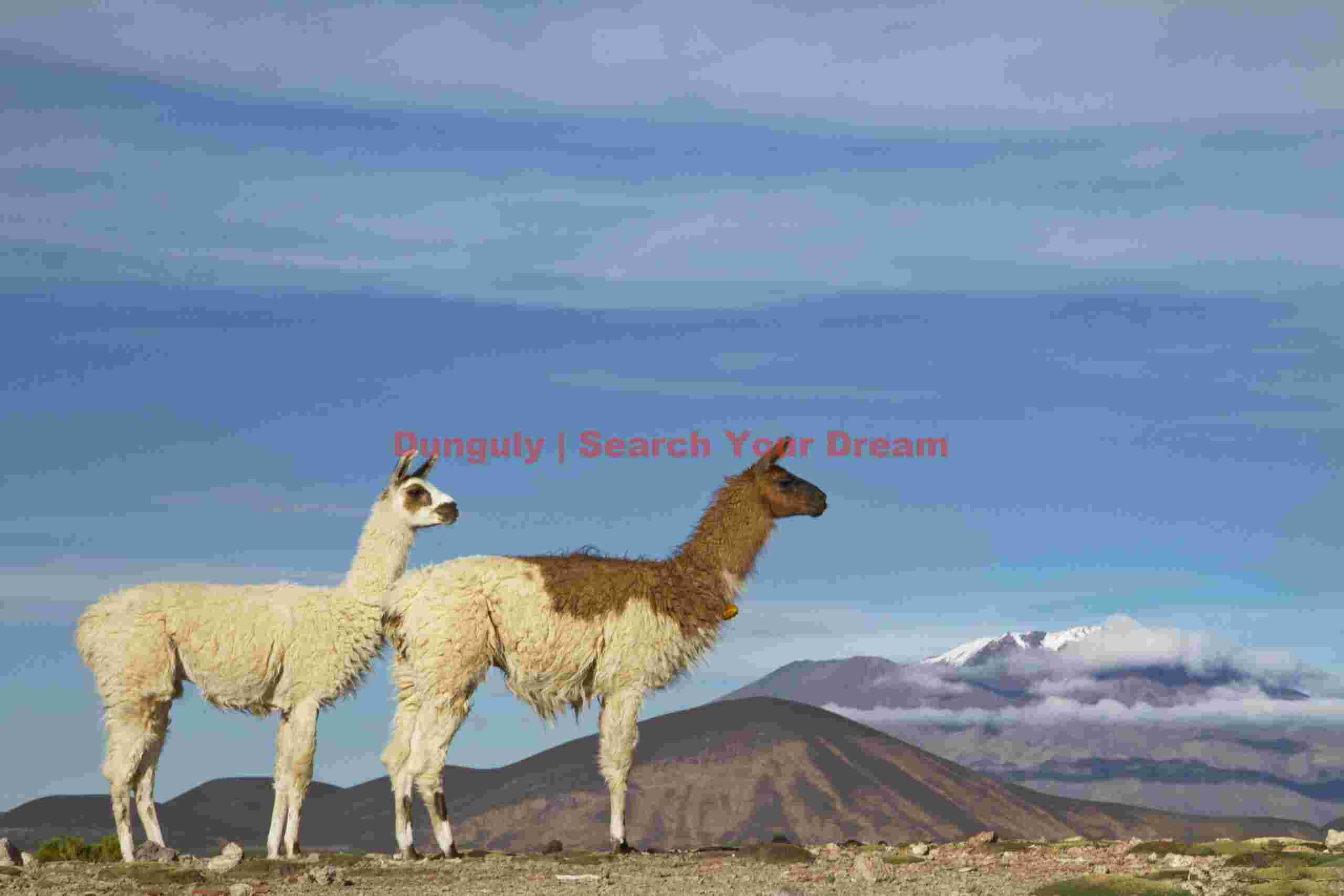 Two Llamas and Volcano