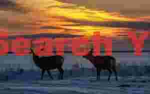 Two sika deer under red sunset sky